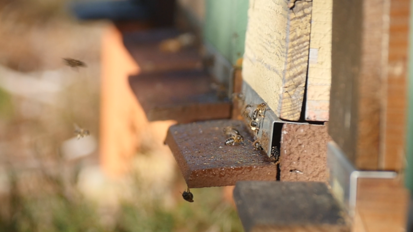 Beekeeping in Amarante