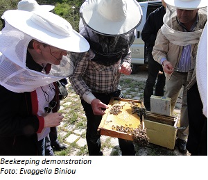 beekeeping demonstration