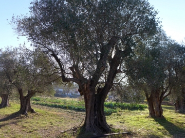 Mouans-Sartoux farm 01